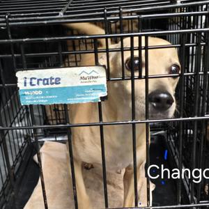 Chango, Chihuahua, senior, available for adoption