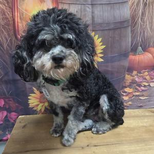 A small black and white dog with curly fur sitting on a wooden surface in front of a colorful autumn-themed backdrop with pumpkins and sunflowers.