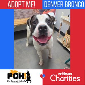 A happy dog with a white and black coat, wearing a red collar, standing in a shelter environment. The image includes text overlays promoting adoption and mentions Pet Central Help and PetSmart Charities.