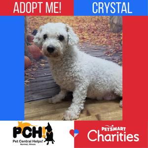 A white, curly-haired dog sitting on a wooden deck with autumn leaves in the background. The text "ADOPT ME! CRYSTAL" is displayed at the top, and logos for PCH Pet Central Help and PetSmart Charities are at the bottom.