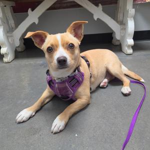 A small tan and white dog wearing a purple harness, lying on a concrete surface with a white bench in the background.