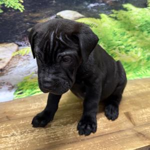 Bryce, Chinese Shar-Pei, available for adoption