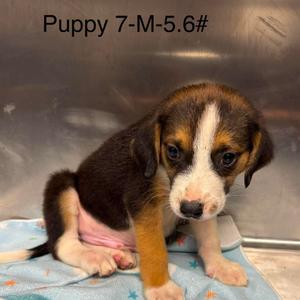 Brandon, Beagle, available for adoption