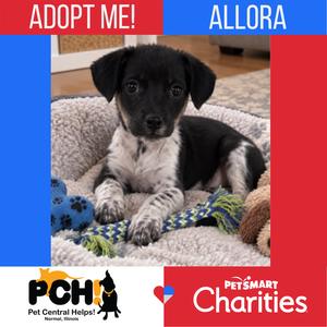 A black and white puppy lying on a blanket with a blue and green rope toy, with text "ADOPT ME! ALLORA" at the top and logos for PCH Pet Central Help and PetSmart Charities at the bottom.