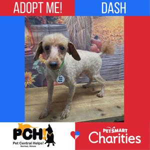 A small dog with a light-colored, curly coat standing on a wooden surface. The dog has long, floppy ears and is wearing a green collar with a tag. The background includes a decorative wall with autumn-themed elements. The image has text overlays that read "ADOPT ME!" and "DASH" at the top, and logos for "PCH Pet Central Help" and "Petsmart Charities" at the bottom.