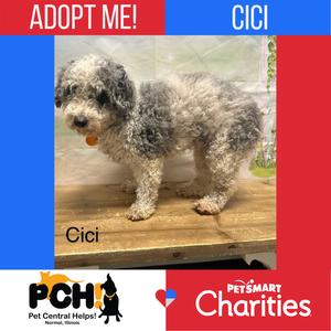 A fluffy, gray and white dog named Cici standing on a wooden platform with a red collar around its neck. The background is blurred, and there are text overlays that say "ADOPT ME!" and "CICI" at the top, and "PCH Pet Central Help" and "PetSmart Charities" at the bottom.