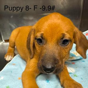 Brinley, Beagle, available for adoption