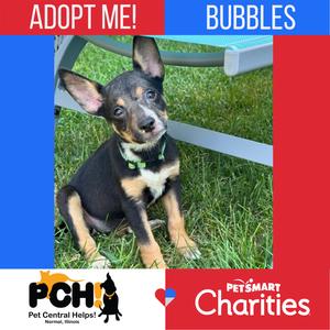 A black and tan puppy with large ears sitting on grass, wearing a green collar. The text "ADOPT ME! BUBBLES" is at the top, and logos for PCH Pet Central Help and PetSmart Charities are at the bottom.