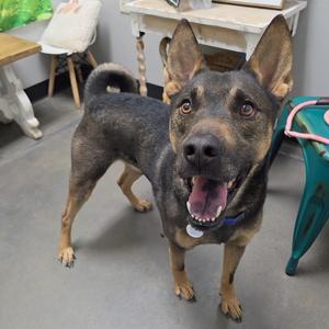 A black and tan dog with pointed ears and a happy expression, standing on a concrete floor in a room with furniture and a green chair.