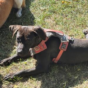 Candace, Mountain Cur, available for adoption