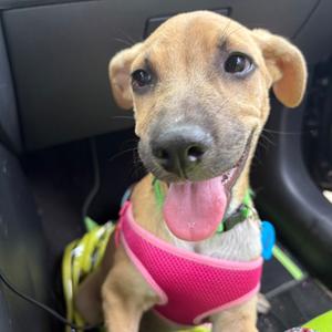 Aurora, Shepherd, available for adoption