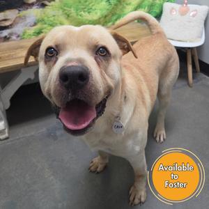 Cash, Terrier, American Staffordshire, adult, available for adoption
