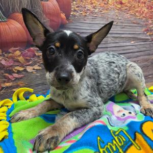 Blossom, Pinscher, Miniature, available for adoption