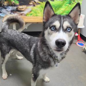 Bloom, Husky, Siberian, adult, available for adoption
