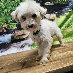 Buster, Maltese, senior, available for adoption