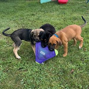 Three puppies playing with a purple toy on a grassy lawn