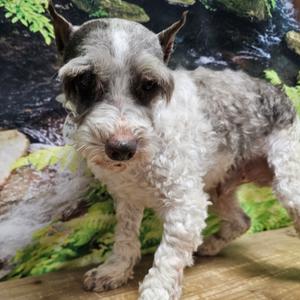 Angus, Schnauzer, senior, available for adoption