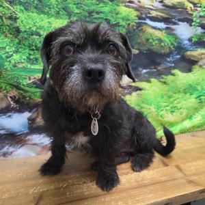 Bucky, Shih Tzu, adult, available for adoption