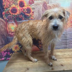 A shaggy, light brown dog standing on a wooden surface in front of a colorful floral backdrop.