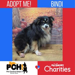 A black and white dog with a fluffy coat sitting on a wooden floor. The background shows autumn leaves and pumpkins. The image has text overlays that say "ADOPT ME!" and "BINDI" at the top, and logos for "PCH Pet Central Help" and "PetSmart Charities" at the bottom.