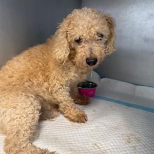 Bubba, Poodle, senior, available for adoption
