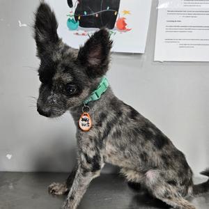Chupie, Pomeranian, senior, available for adoption