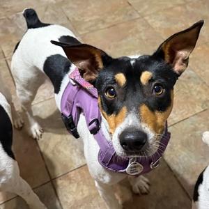 Charlie, Terrier, Jack Russell, adult, available for adoption