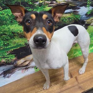 Charlie, Terrier, Jack Russell, adult, available for adoption
