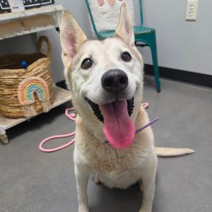 Cookie, Shepherd, adult, available for adoption