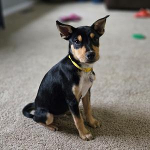 Canyons, Shepherd, available for adoption