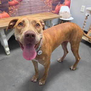 Calypso, Terrier, Bull, adult, available for adoption
