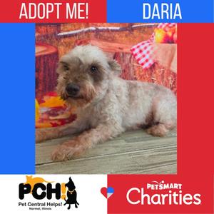 A small dog named Daria lying on a wooden surface, with a colorful background featuring a red and blue border and text that says "ADOPT ME!" and "PCH Pet Central Help". The dog has a shaggy, light-colored coat and is looking directly at the camera.