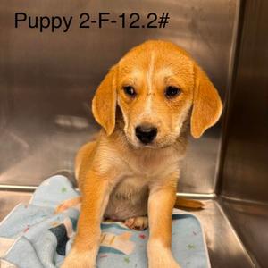 Brixa, Beagle, available for adoption
