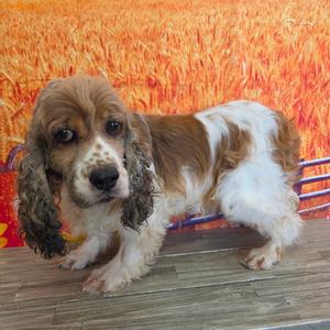 Bourbon, Spaniel, Cocker, senior, available for adoption