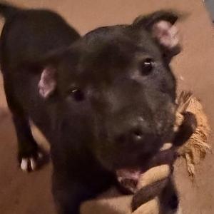 Dewey, Terrier, available for adoption