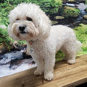 Baby, Bichon Frise, adult, available for adoption