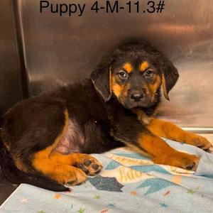 Beckett, Beagle, available for adoption