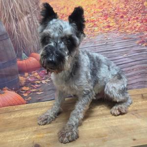 A gray and black Schnauzer dog sitting on a wooden surface with autumn leaves in the background.