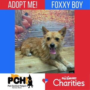 A small dog with a shaggy coat is lying on a wooden surface, looking up with its mouth open and tongue out. The background shows autumn leaves and pumpkins. The image is framed by a blue and red border with text that reads "ADOPT ME! FOXXY BOY" and logos for PCH Pet Central Help and PetSmart Charities.