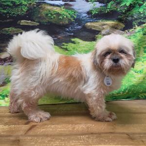 Ariel, Shih Tzu, adult, available for adoption