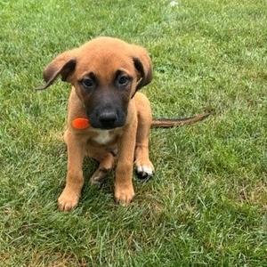 A brown puppy with a black snout and floppy ears is sitting on a grassy field, holding an orange ball in its mouth.