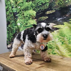 Aztec, Schnauzer, senior, available for adoption