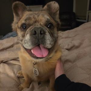 A close-up of a French bulldog with a brindle coat, sitting on a beige blanket. The dog has a pink tongue sticking out and is wearing a collar with a tag. A person's hand is gently holding the dog's neck.
