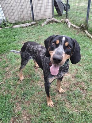 A blue tick hound dog standing on grass, looking at the camera with its tongue out.