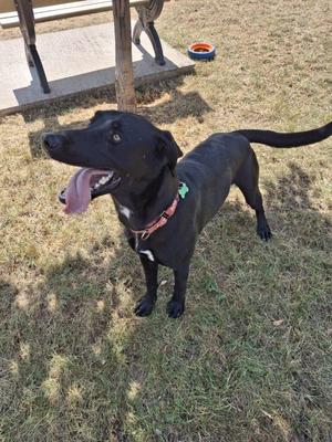 A black dog with a pink collar standing on grass, looking up with its tongue out.