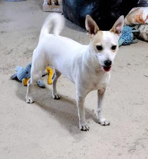 Stacy, Australian Cattle Dog / Blue Heeler, adult, available for adoption