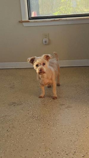 A small, light-colored dog with floppy ears standing on a speckled floor, looking directly at the camera.