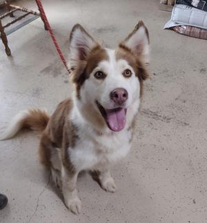 A brown and white dog with pointed ears and a pink tongue, sitting on a concrete floor.