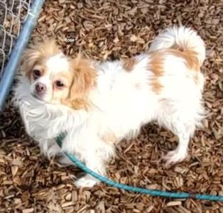Rose, Papillon / Cavalier King Charles Spaniel, adult, available for adoption