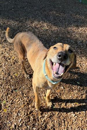 Brin, Greyhound / Plott Hound, adult, available for adoption